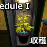 schedule i harvest the weed plant